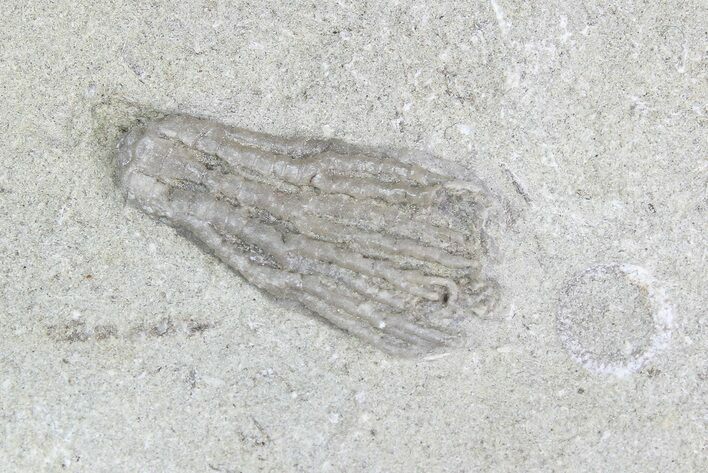 Crinoid (Abrotocrinus) Fossil - Crawfordsville, Indiana #92531